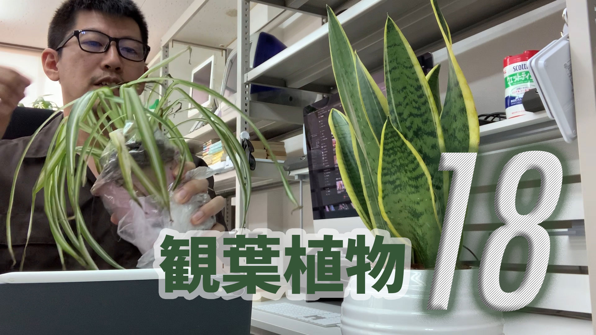 室内汚染 Nasaの研究による効果的な18種類の観葉植物を紹介 天然の空気清浄機 オイゾウ